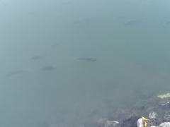 Oreochromis niloticus