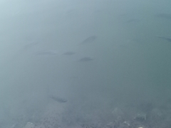 Oreochromis niloticus