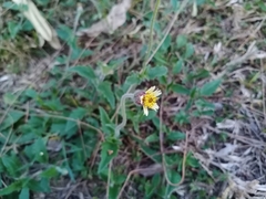 Tridax procumbens
