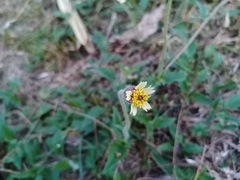 Tridax procumbens