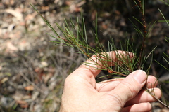 Acacia quadrilateralis