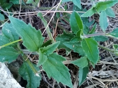 Tridax procumbens