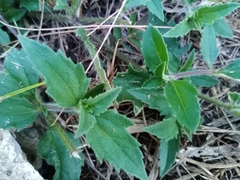 Tridax procumbens