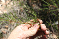 Acacia quadrilateralis