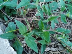 Tridax procumbens