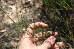 Acacia quadrilateralis