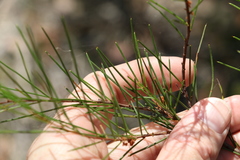 Acacia quadrilateralis