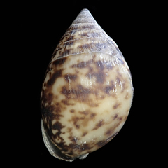 Pythia