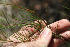 Acacia quadrilateralis