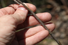 Acacia quadrilateralis