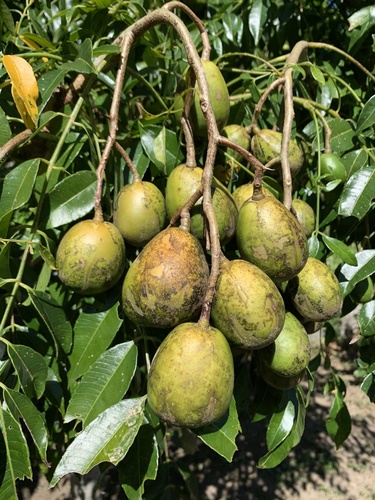 Spondias dulcis