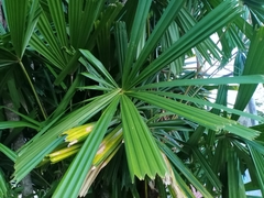 Arecaceae