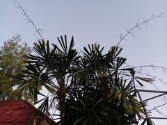 Arecaceae