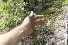 Acacia quadrilateralis