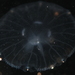photo of Flag-mouth Jellies (Semaeostomeae)
