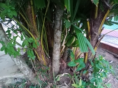 Arecaceae
