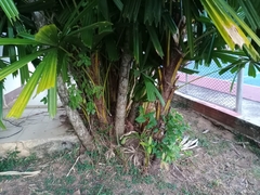 Arecaceae