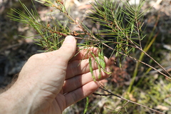 Acacia quadrilateralis