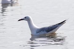 Chroicocephalus genei