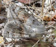 Drasteria scrupulosa