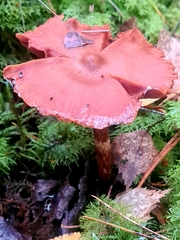 Cortinarius gentilis