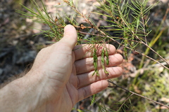 Acacia quadrilateralis