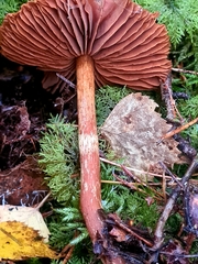 Cortinarius gentilis