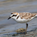 Kentish Plover - Photo (c) djhird, some rights reserved (CC BY-NC)