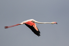 Phoenicopterus roseus
