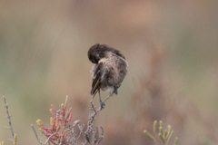 Saxicola rubicola