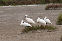 Platalea leucorodia