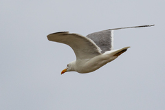 Larus michahellis