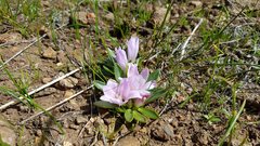 Lewisia brachycalyx
