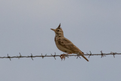 Galerida cristata