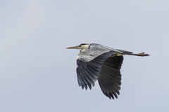 Ardea cinerea