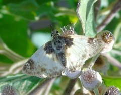 Polyctor cleta