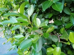 Ficus