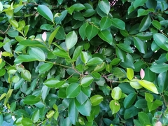 Ficus