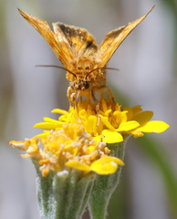 Xanthothrix neumoegeni