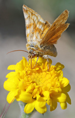 Xanthothrix neumoegeni