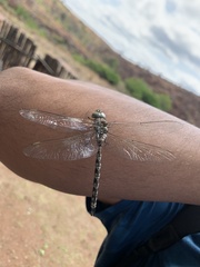 Pinheyschna subpupillata