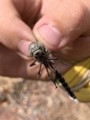 Pinheyschna subpupillata