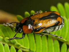 Peploptera