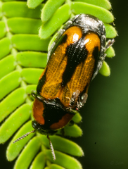Peploptera