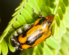 Peploptera