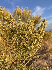 Baccharis sarothroides × pilularis