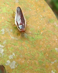 Pseudophyllodromia laticeps