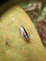 Pseudophyllodromia laticeps
