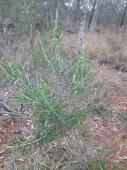 Cassinia laevis