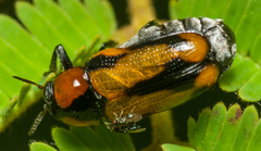 Peploptera